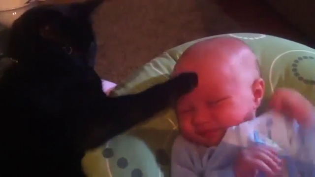  Черный кот и плачущий малыш (видео)  - фото 1