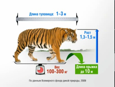 Сколько весит амурский тигр. Численность тигров в мире. Рост численности амурских тигров. Амурский тигр график. Рост численности Амурского тигра.