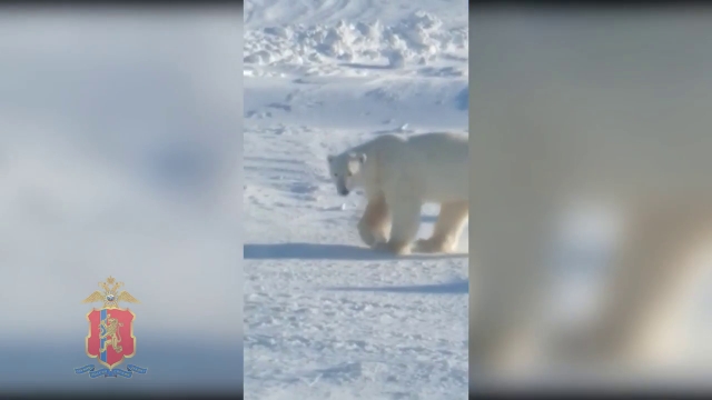 Покажи видео белый. Игра белый медведь пришел. В поселок Диксон пришли медведи. Диксон посёлок.