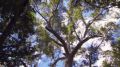 Прикосновение дикой природы. Леса Восточной Австралии