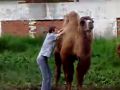 Будьте осторожны с верблюдами