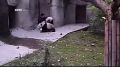 Панды любят обнимашки