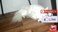 Чихуахуа собака Приколы чихуашкой Тедди спит под стулом Мини собака Teddy Chih Порода Chihuahua