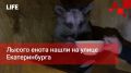 Life Новости. Лысого енота нашли на улице Екатеринбурга