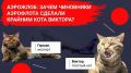 Life Новости. Аэрожлоб: зачем чиновники Аэрофлота сделали крайним кота Виктора?