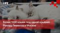 Life Новости. Более 1000 кошек под одной крышей. Рекорд Гиннесса в Москве