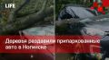 Life Новости. Деревья раздавили припаркованные авто в Ногинске
