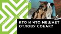 Телеканал Хабаровск. 230 бездомных животных отловят в Хабаровске до конца 2020 года
