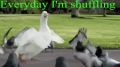 Бодрый гусь:) Everyday I'm Shuffling - Goose