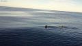 Гигантская большая белая акула атакует лодку